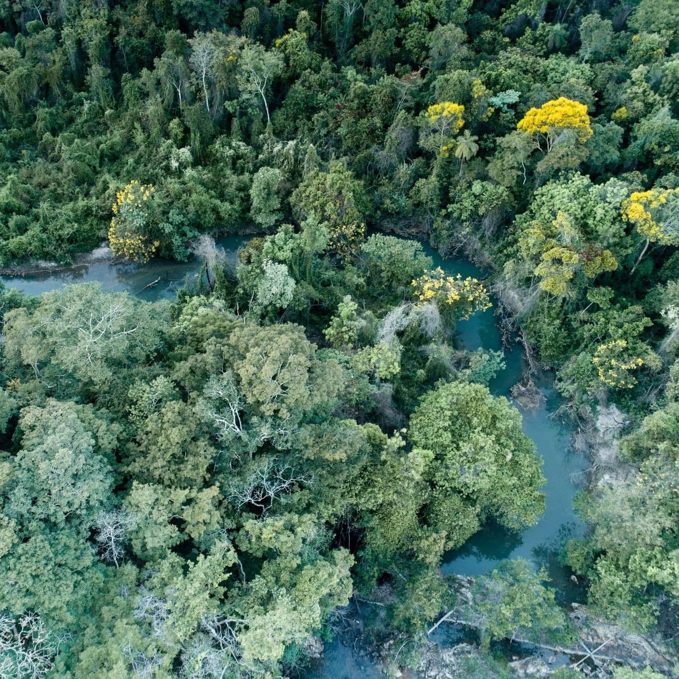 wp-content-uploads-2023-07-Especie-de-peixe-registrada-pela-primeira-vez-em-Goias.jpg